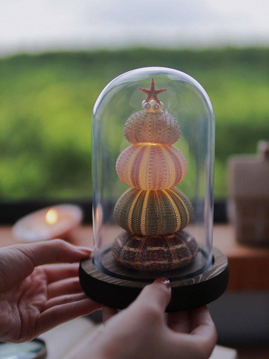 DIY Sea Urchin Lamp Kit Glass Dome Ocean Desk Night Light Gift