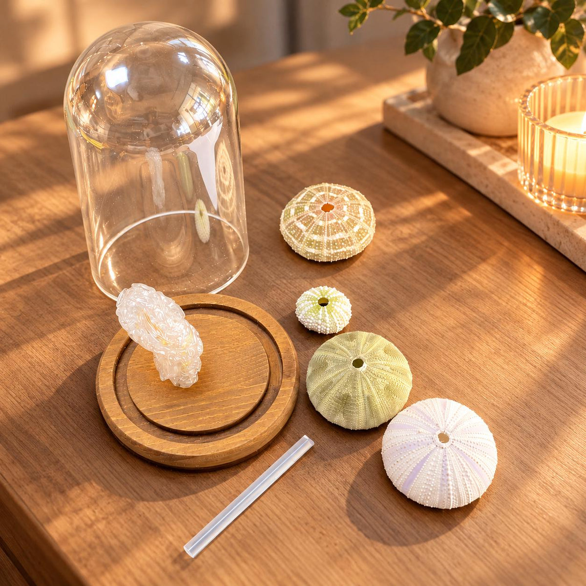 DIY Sea Urchin Lamp Kit Glass Dome Ocean Desk Night Light Gift